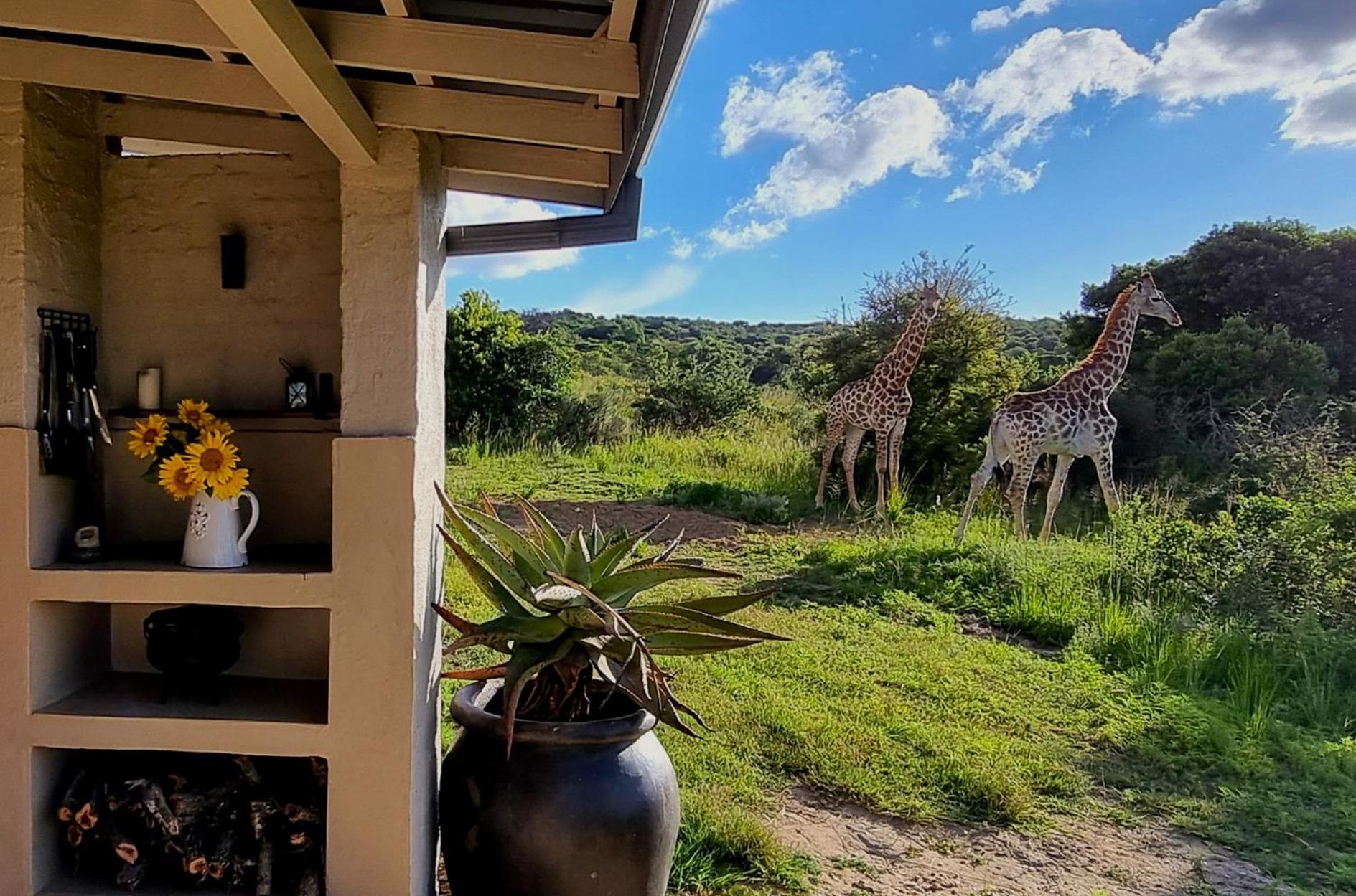 Graceland Eco Retreat マゴバスクルーフ エクステリア 写真