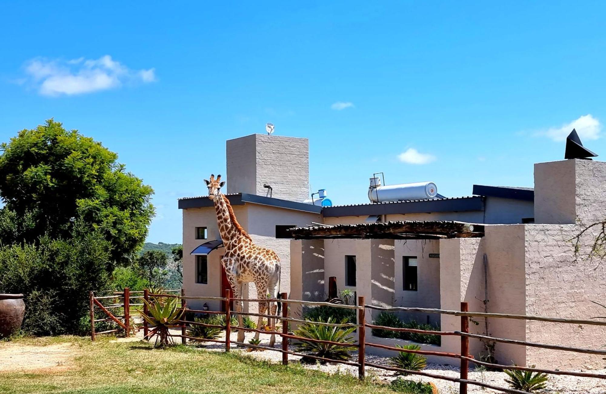Graceland Eco Retreat マゴバスクルーフ エクステリア 写真